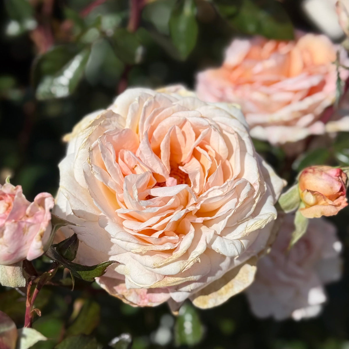 Rose - Parfuma Sunrise (a.k.a. Sespe Sunrise)