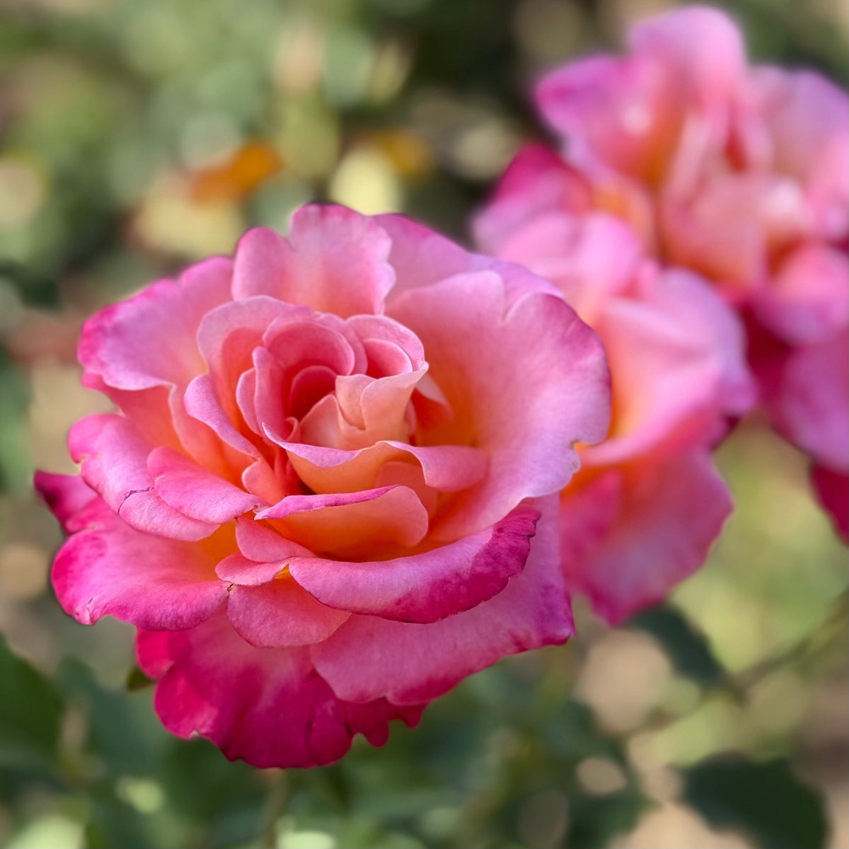 Rose - Sheila's Perfume
