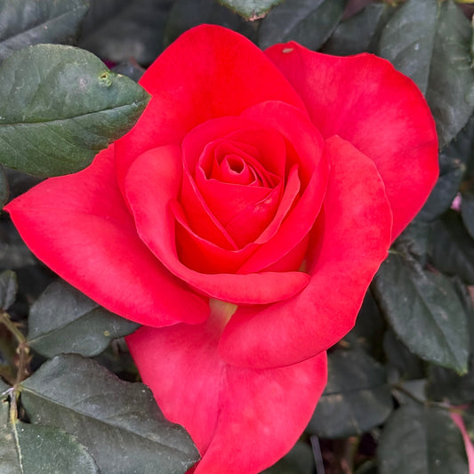 Rose - Ring of Fire