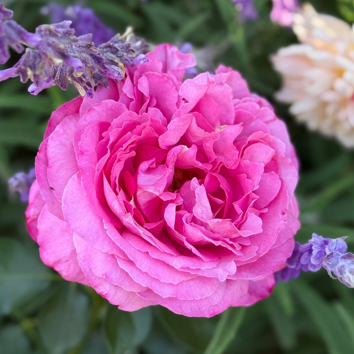 Rose - Yves Piaget