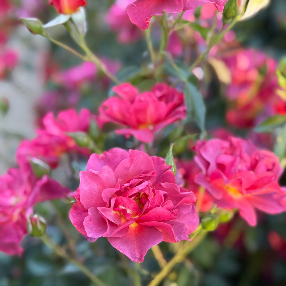 Rose - Cinco de Mayo