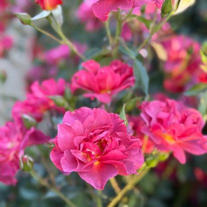 Rose - Cinco de Mayo
