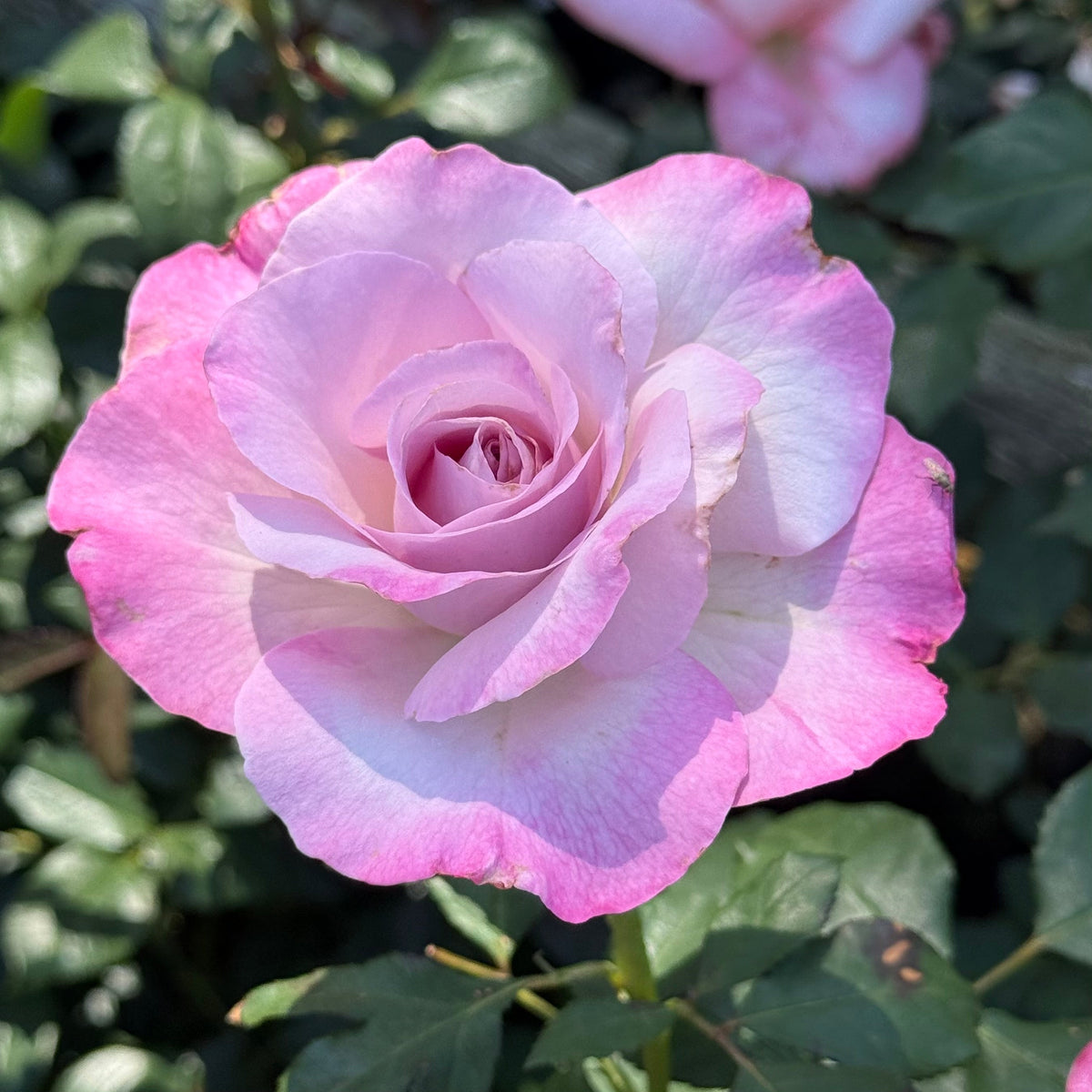 Rose - Nicole Carol Miller