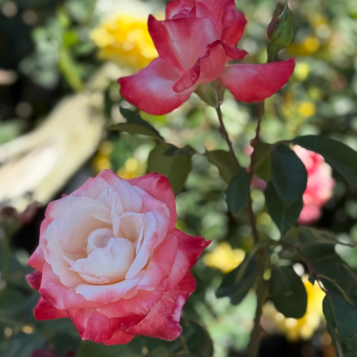 Rose - Dream Come True