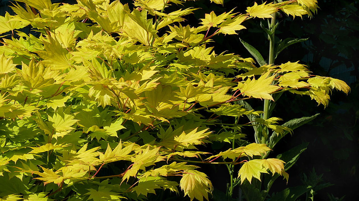 Japanese Maple - Aureum