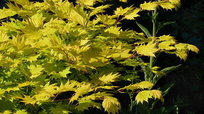 Japanese Maple - Aureum
