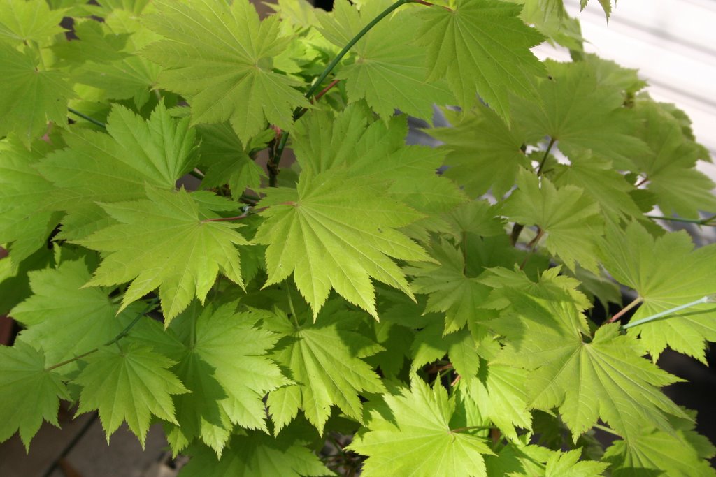 Japanese Maple - Aureum