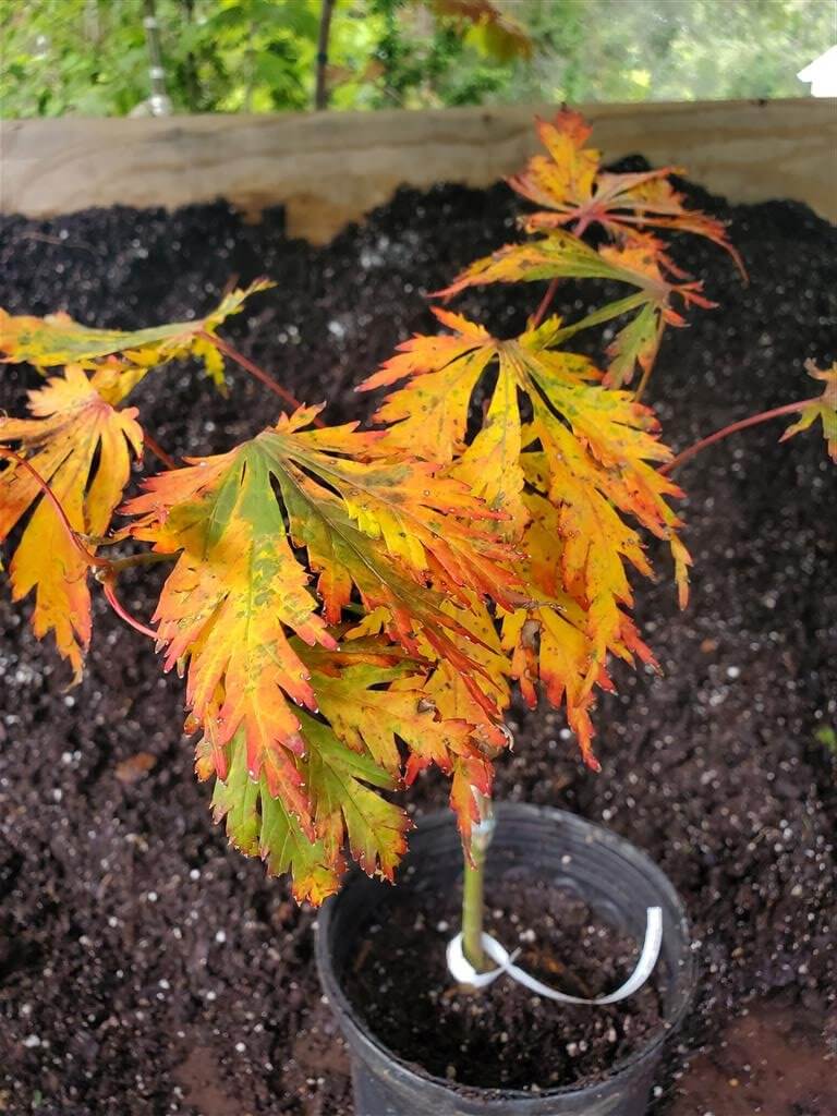 Japanese Maple - Aconitifolium