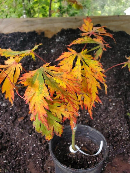 Japanese Maple - Aconitifolium