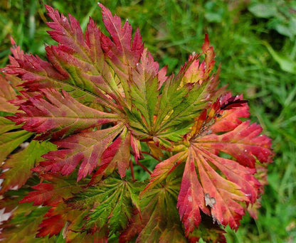 Japanese Maple - Aconitifolium