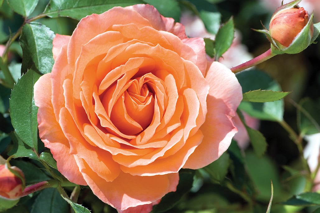 Rose - Adobe Sunrise