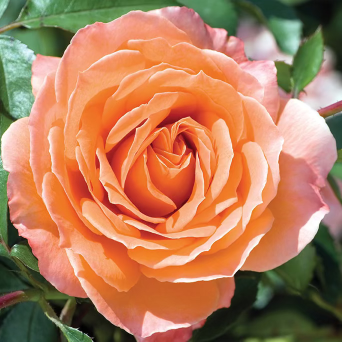 Rose - Adobe Sunrise