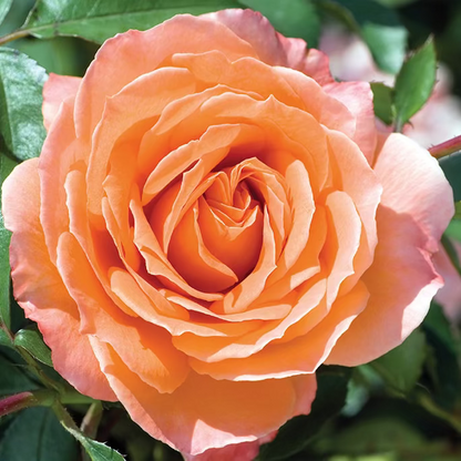 Rose - Adobe Sunrise