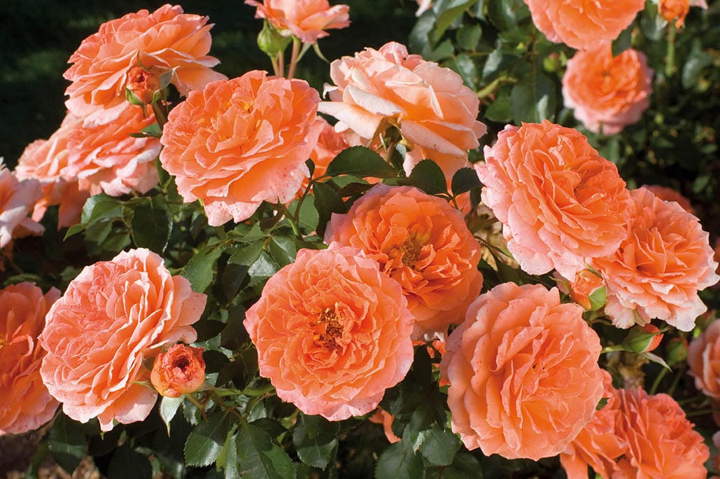 Rose - Adobe Sunrise