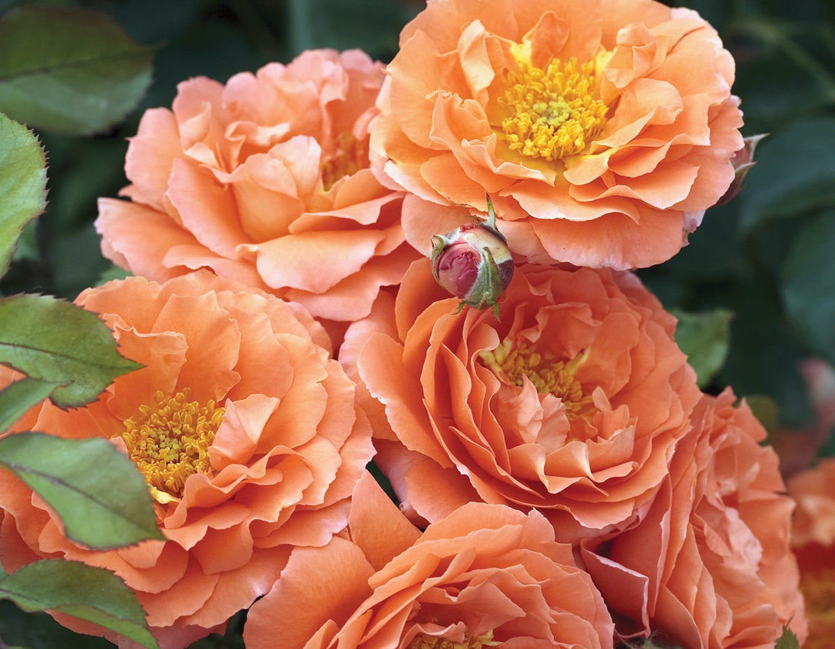 Rose - Adobe Sunrise