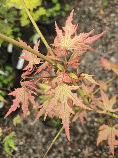 Japanese Maple - Aka Shigatatsu Sawa