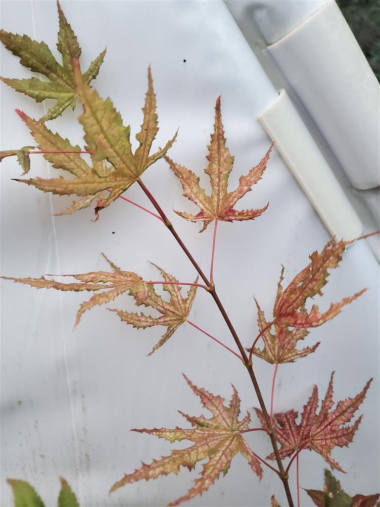 Japanese Maple - Aka Shigatatsu Sawa