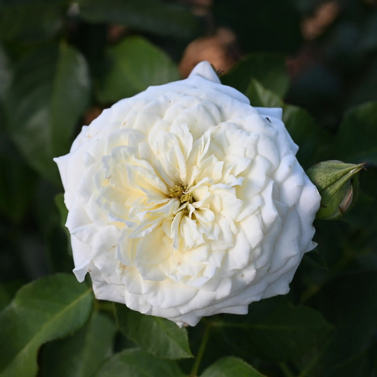 Rose - Alabaster