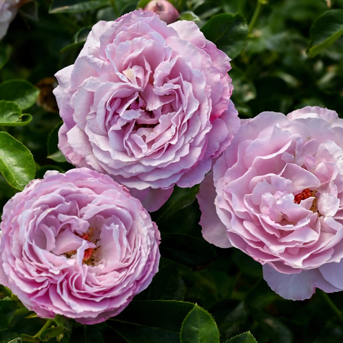 Rose - Alexandra David Neel