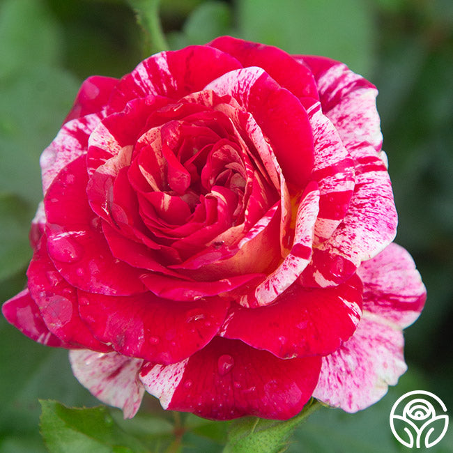 Rose - All American Magic