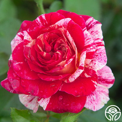 Rose - All American Magic