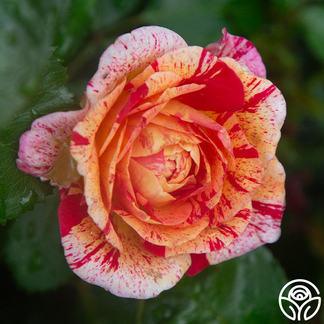 Rose - All American Magic