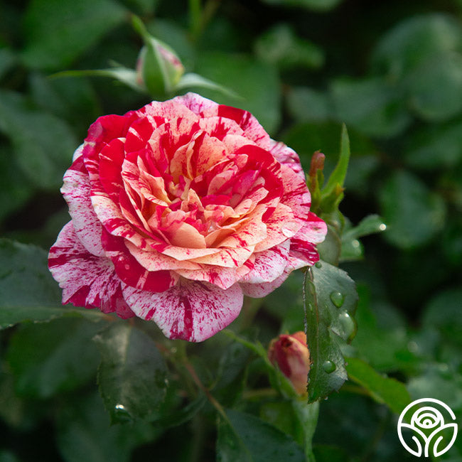 Rose - All American Magic