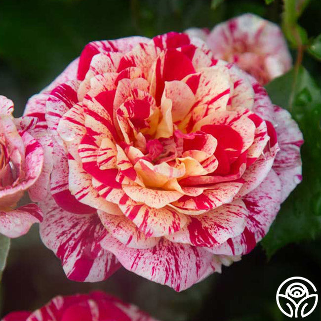 Rose - All American Magic