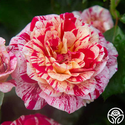 Rose - All American Magic