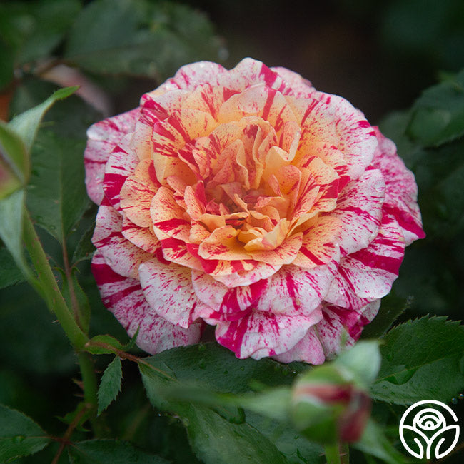 Rose - All American Magic