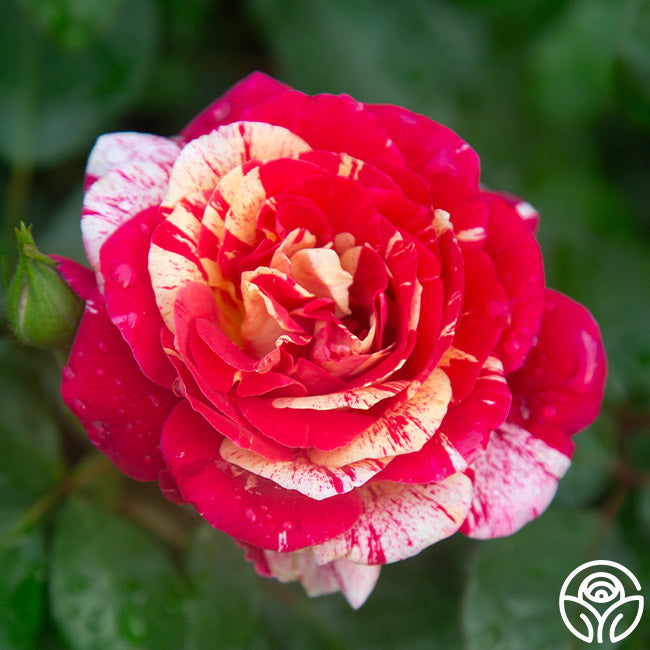 Rose - All American Magic