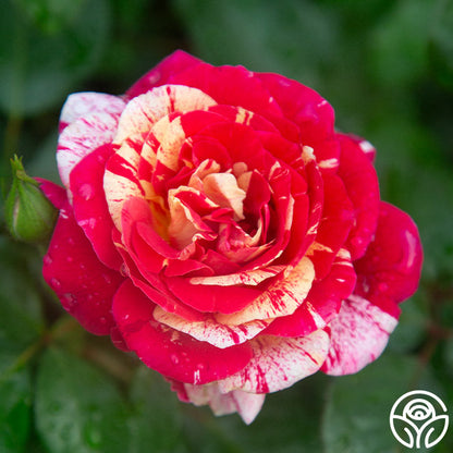 Rose - All American Magic