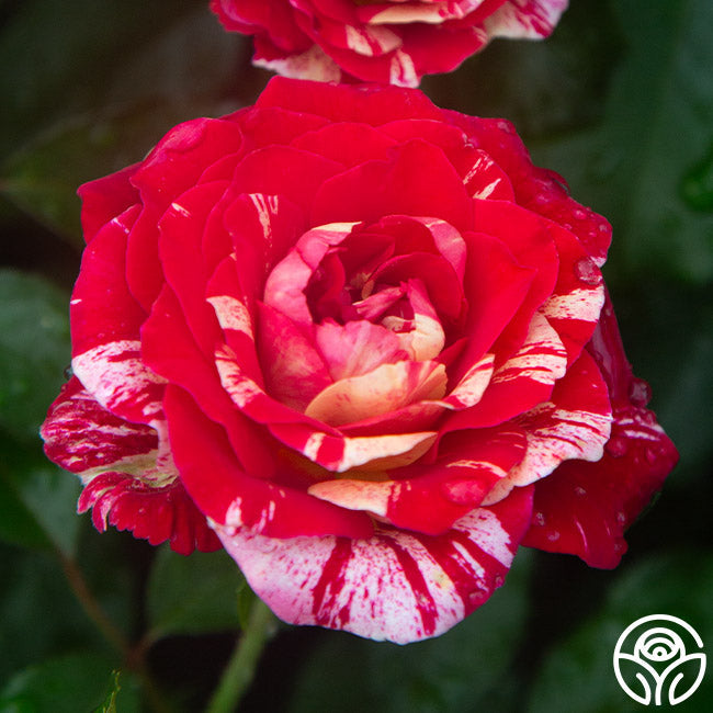 Rose - All American Magic