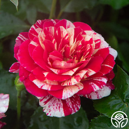 Rose - All American Magic