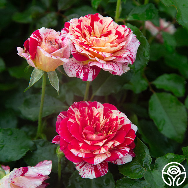 Rose - All American Magic
