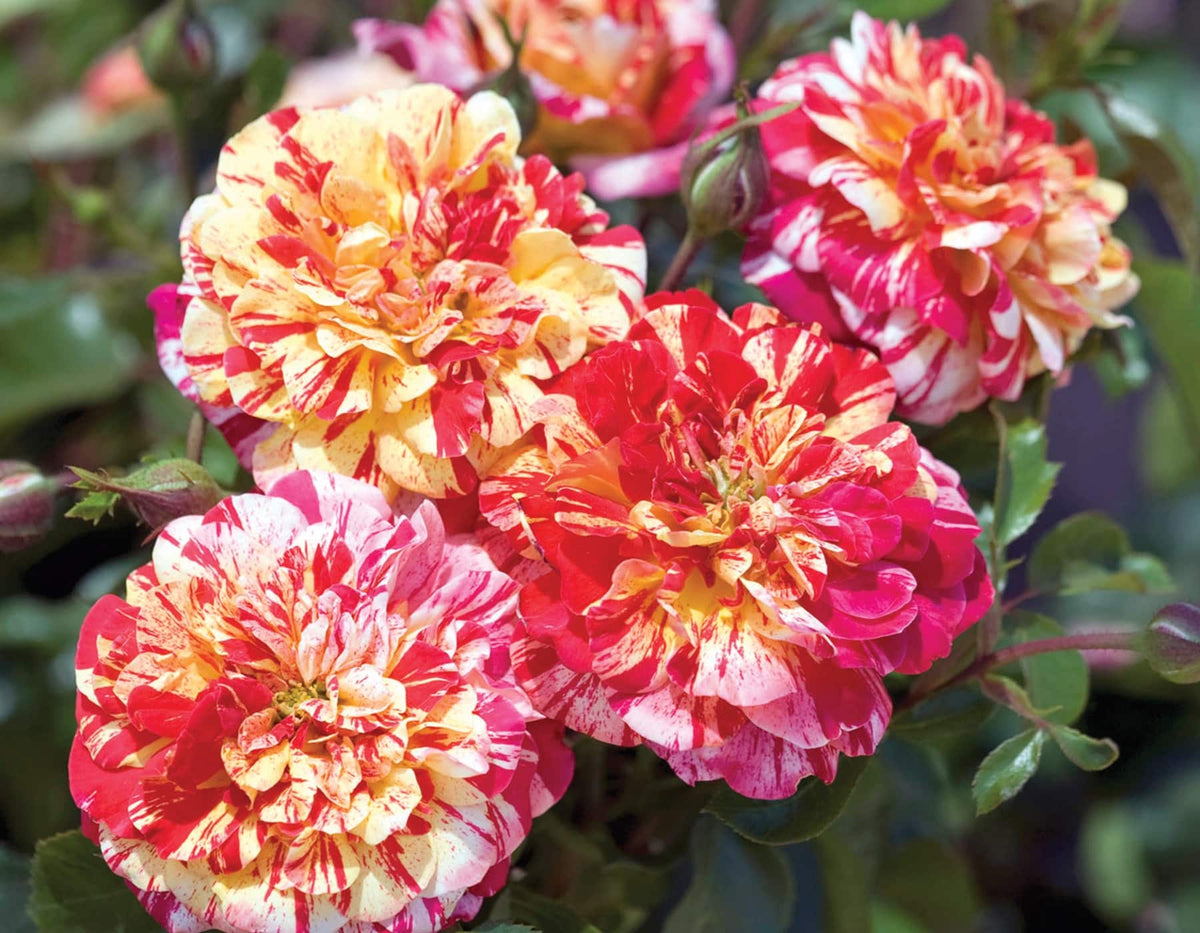 Rose - All American Magic