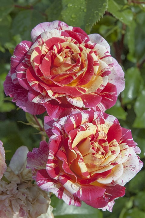 Rose - All American Magic