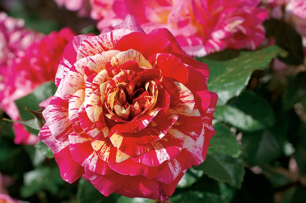 Rose - All American Magic