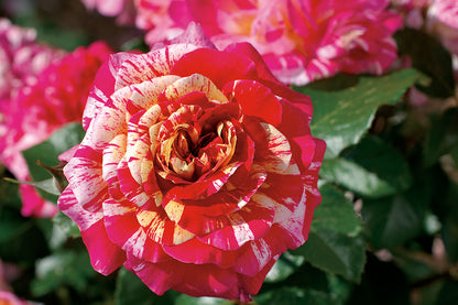 Rose - All American Magic