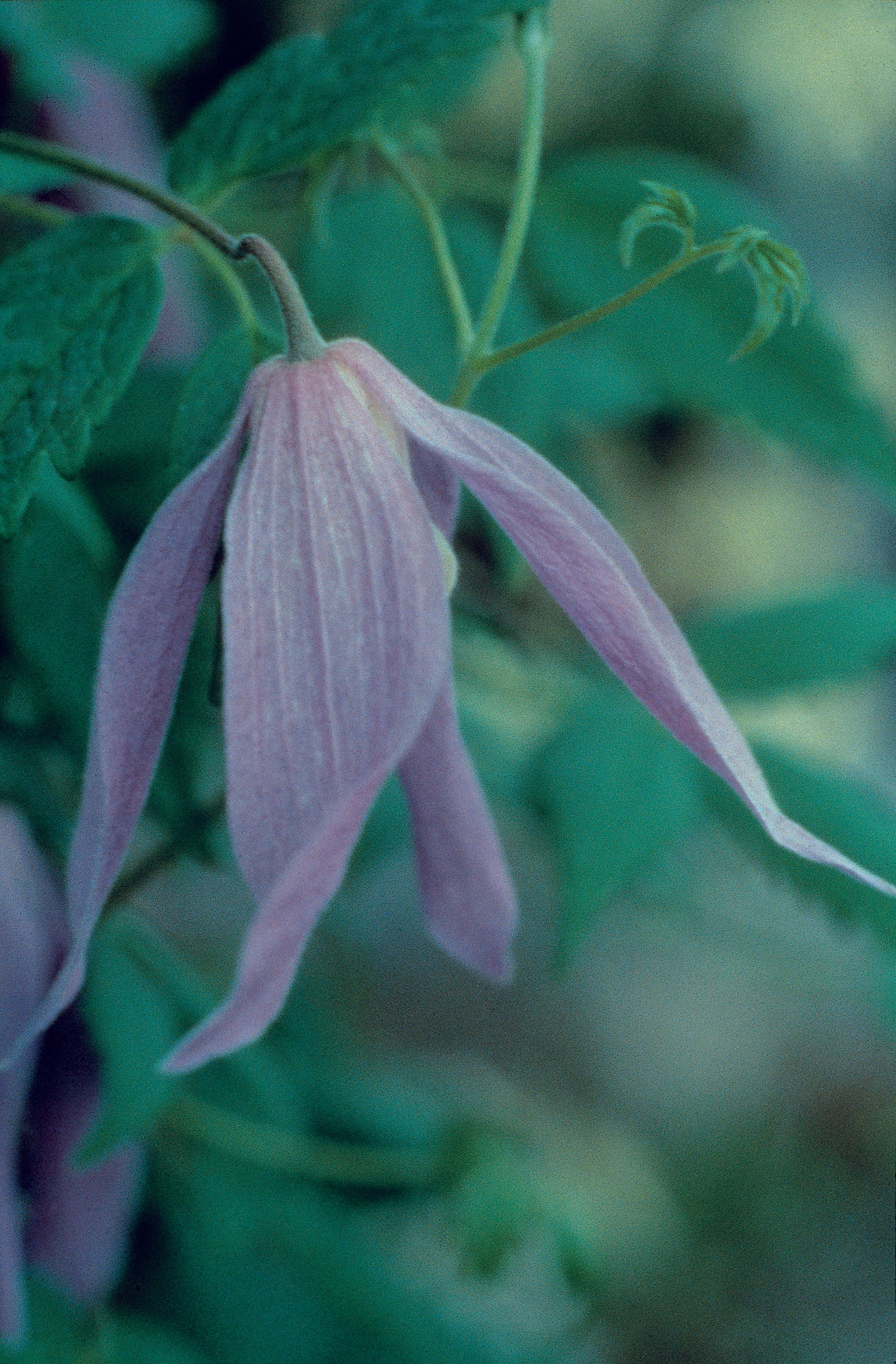 Clematis 'Alpina Blue Dancer'