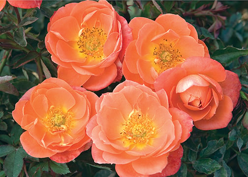 Rose - Sunblaze Amber