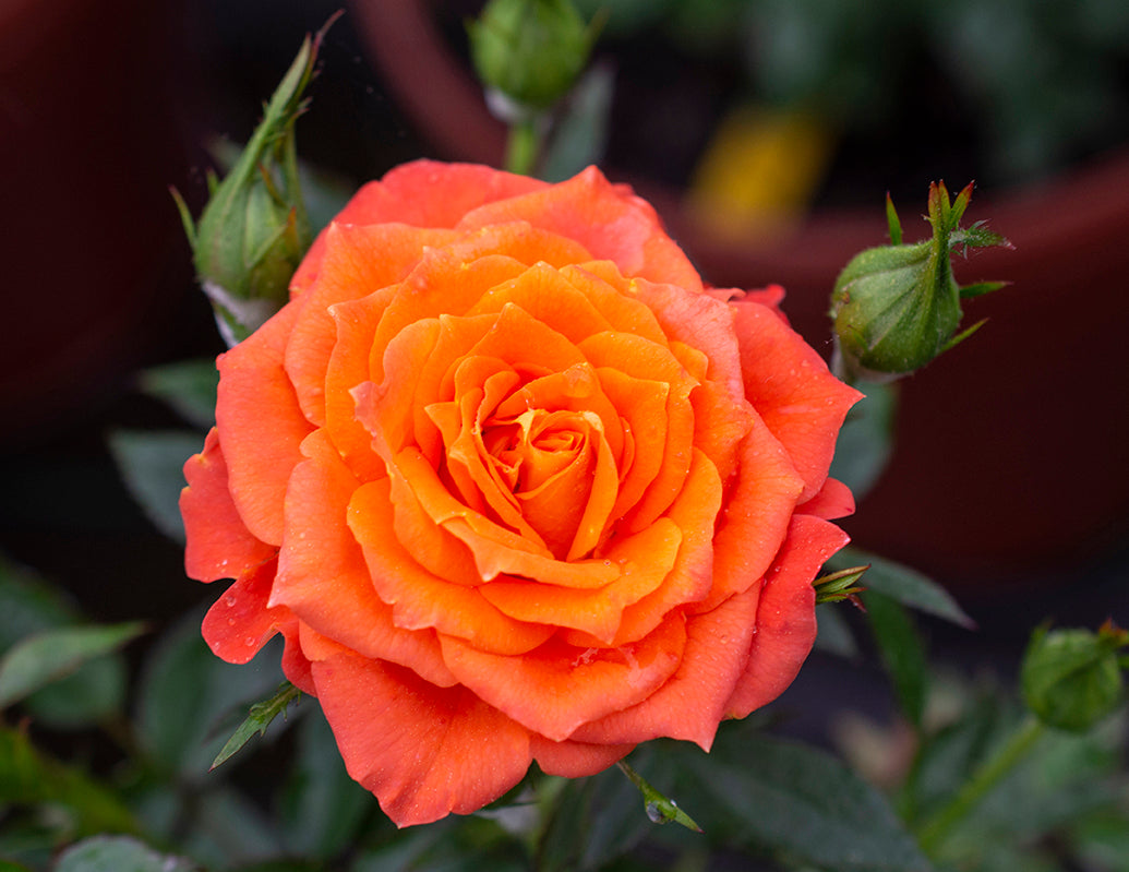 Rose - Sunblaze Amber