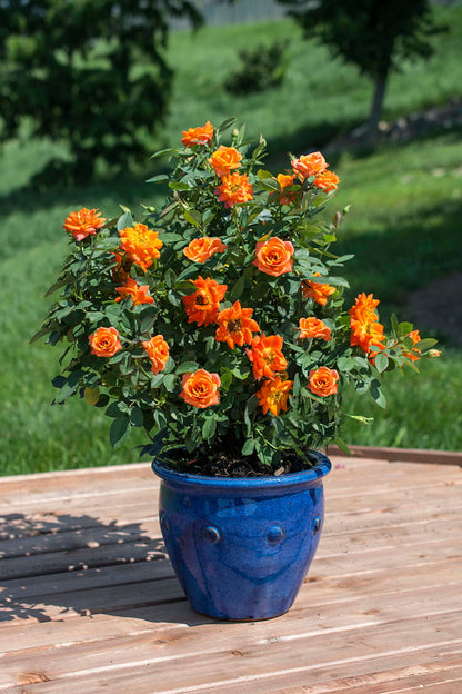 Rose - Sunblaze Amber