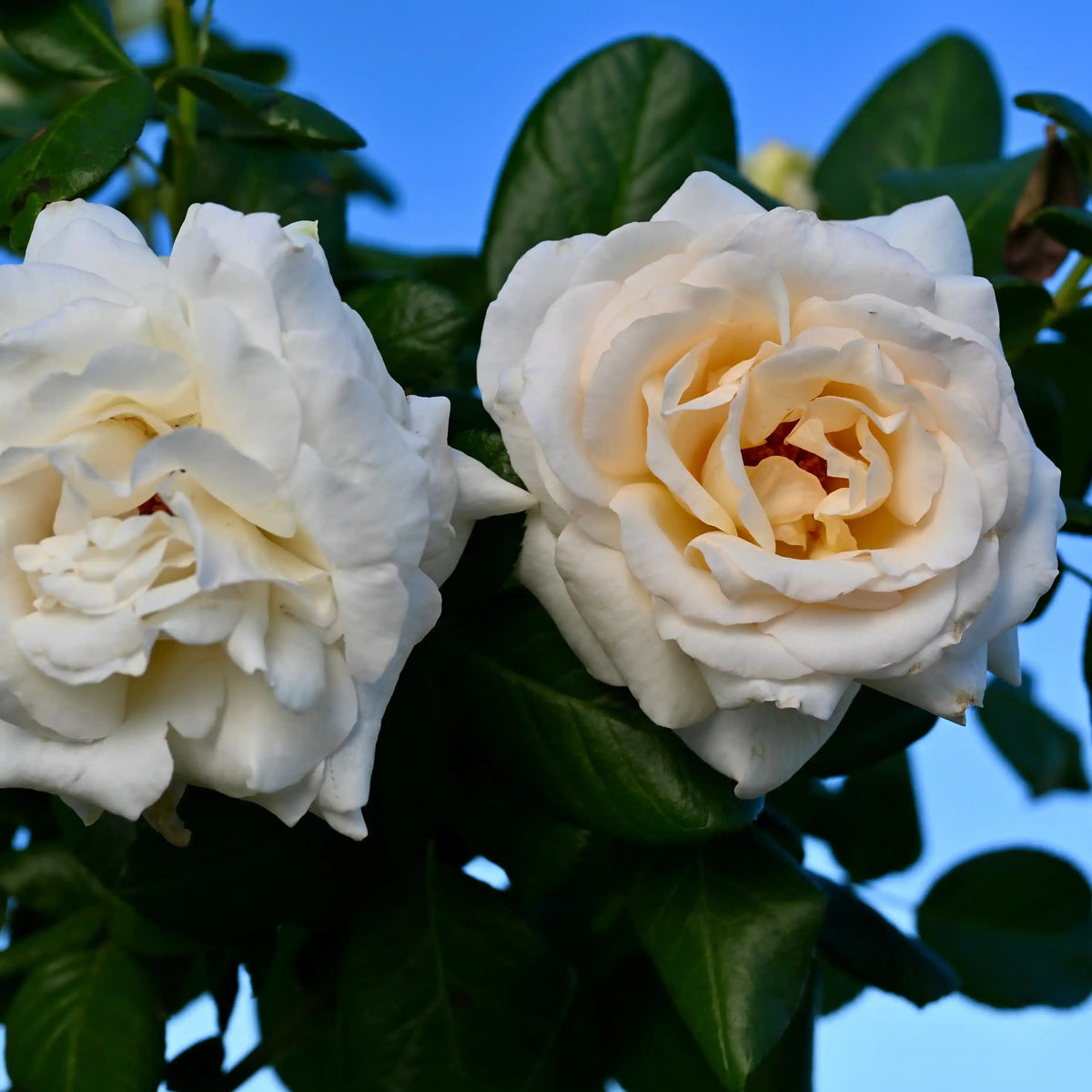 Rose - Anastasia