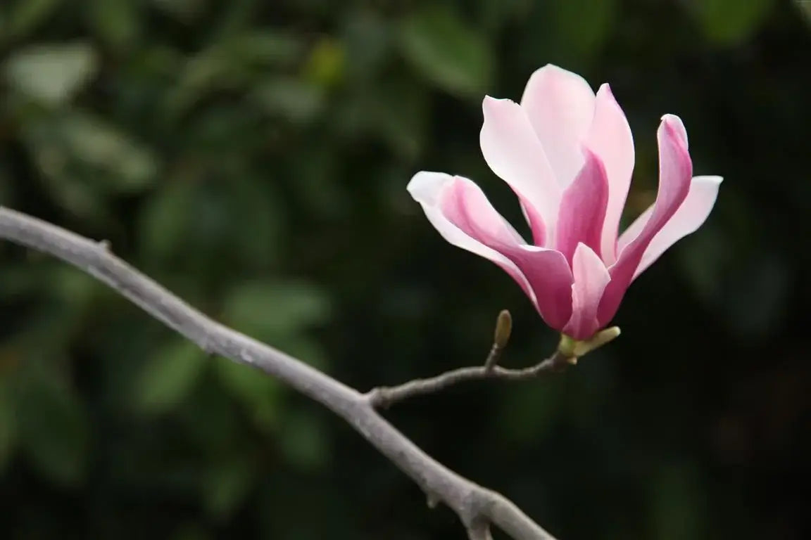 Magnolia - Saucer - ‘Ann’