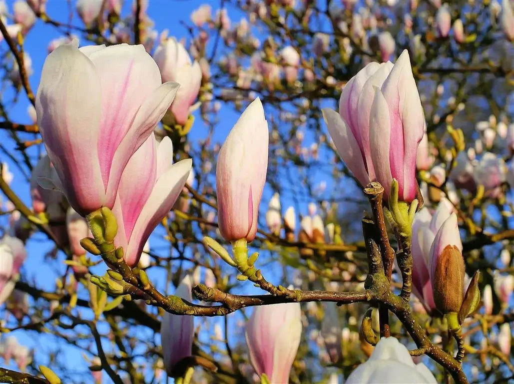 Magnolia - Saucer - ‘Ann’