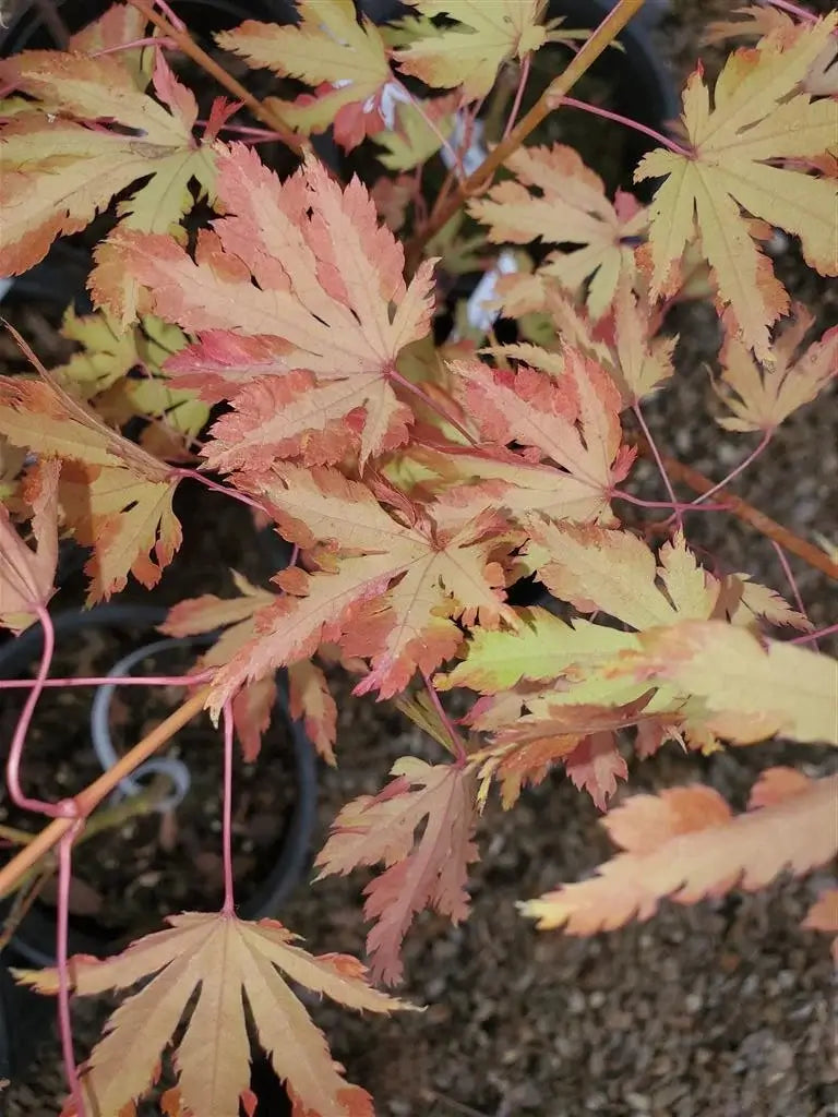 Japanese Maple - Anne Irene