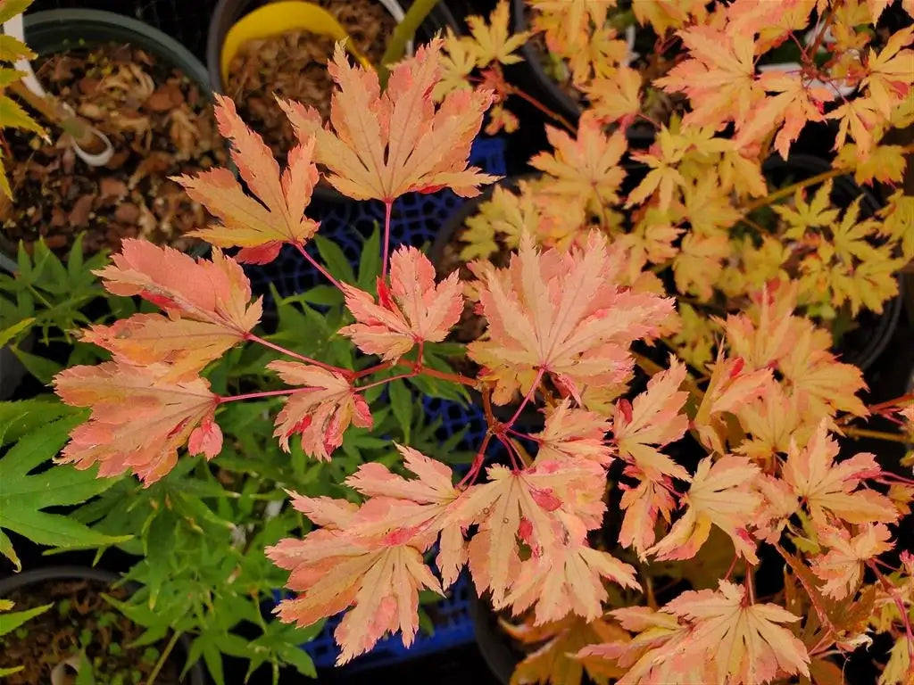 Japanese Maple - Anne Irene