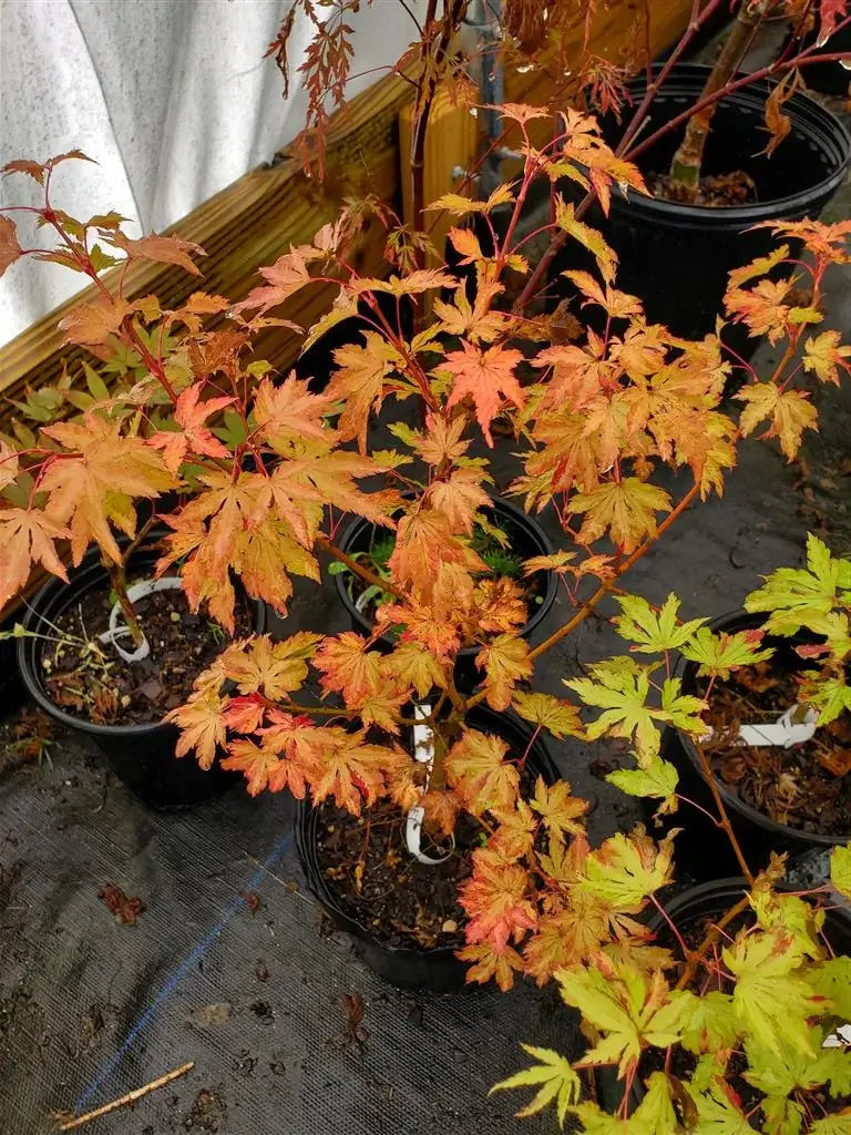 Japanese Maple - Anne Irene