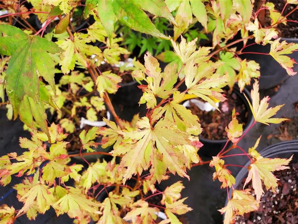 Japanese Maple - Anne Irene
